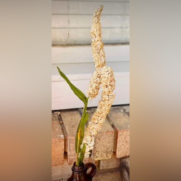 *Cream Millet Stem, 30” Bundle of 3 - Picture 3 of 10